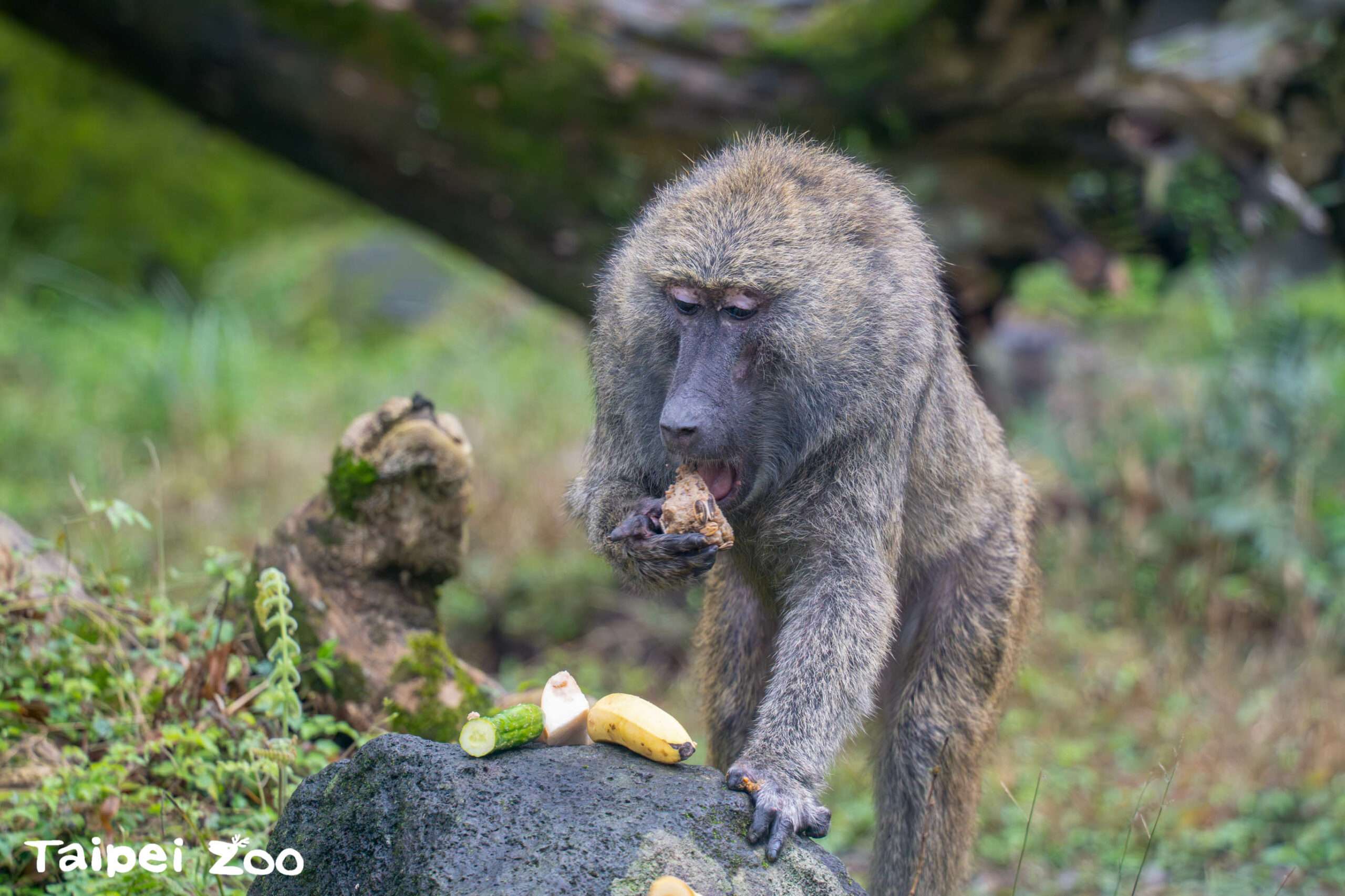動物園也過年!大啖特製菜餚增添「年味」