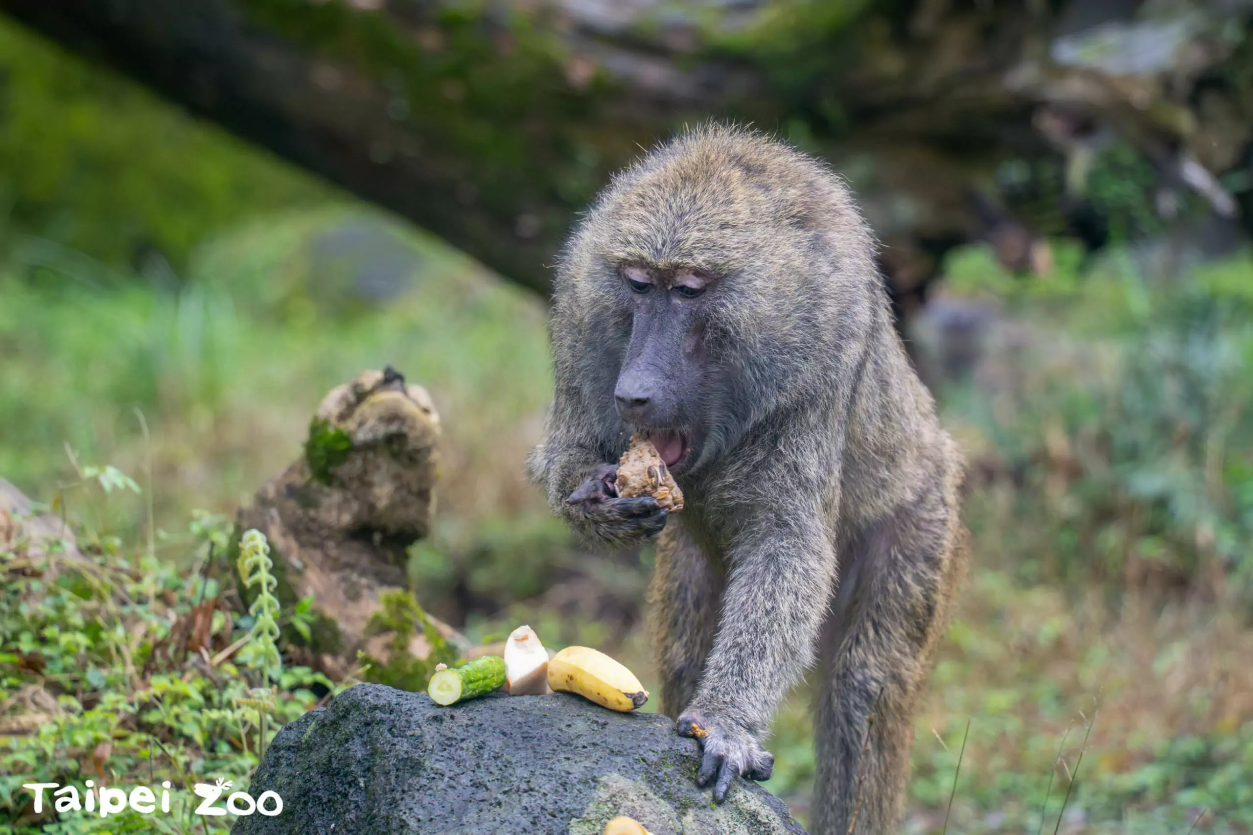 動物園也過年!大啖特製菜餚增添「年味」 動物園也過年!大啖特製菜餚增添「年味」