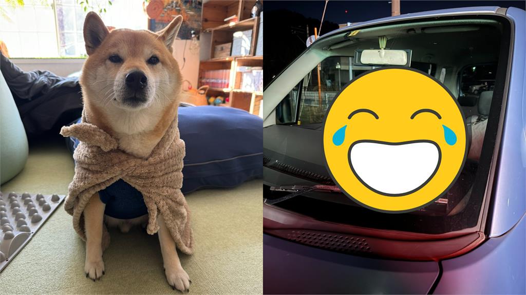 主人下車柴柴霸佔駕駛座!秒變「超派老司機」臭臉怒瞪 主人下車柴柴霸佔駕駛座!秒變「超派老司機」臭臉怒瞪