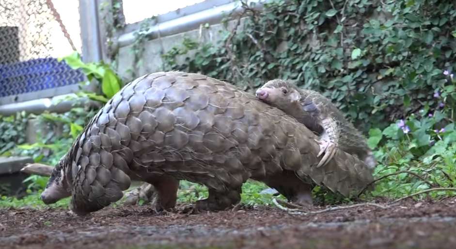 動物園響應世界穿山甲日 盼翻轉野生動物瀕危趨勢 1708149200750