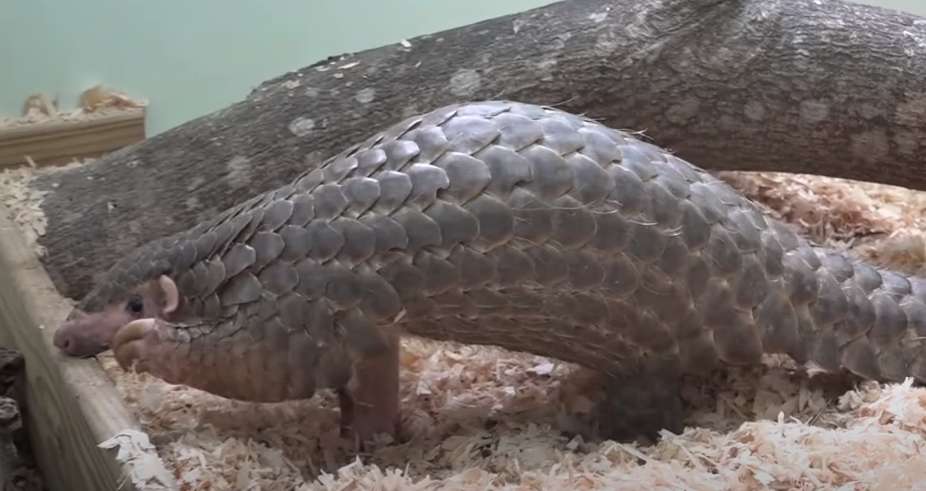 動物園響應世界穿山甲日 盼翻轉野生動物瀕危趨勢 1708149262820