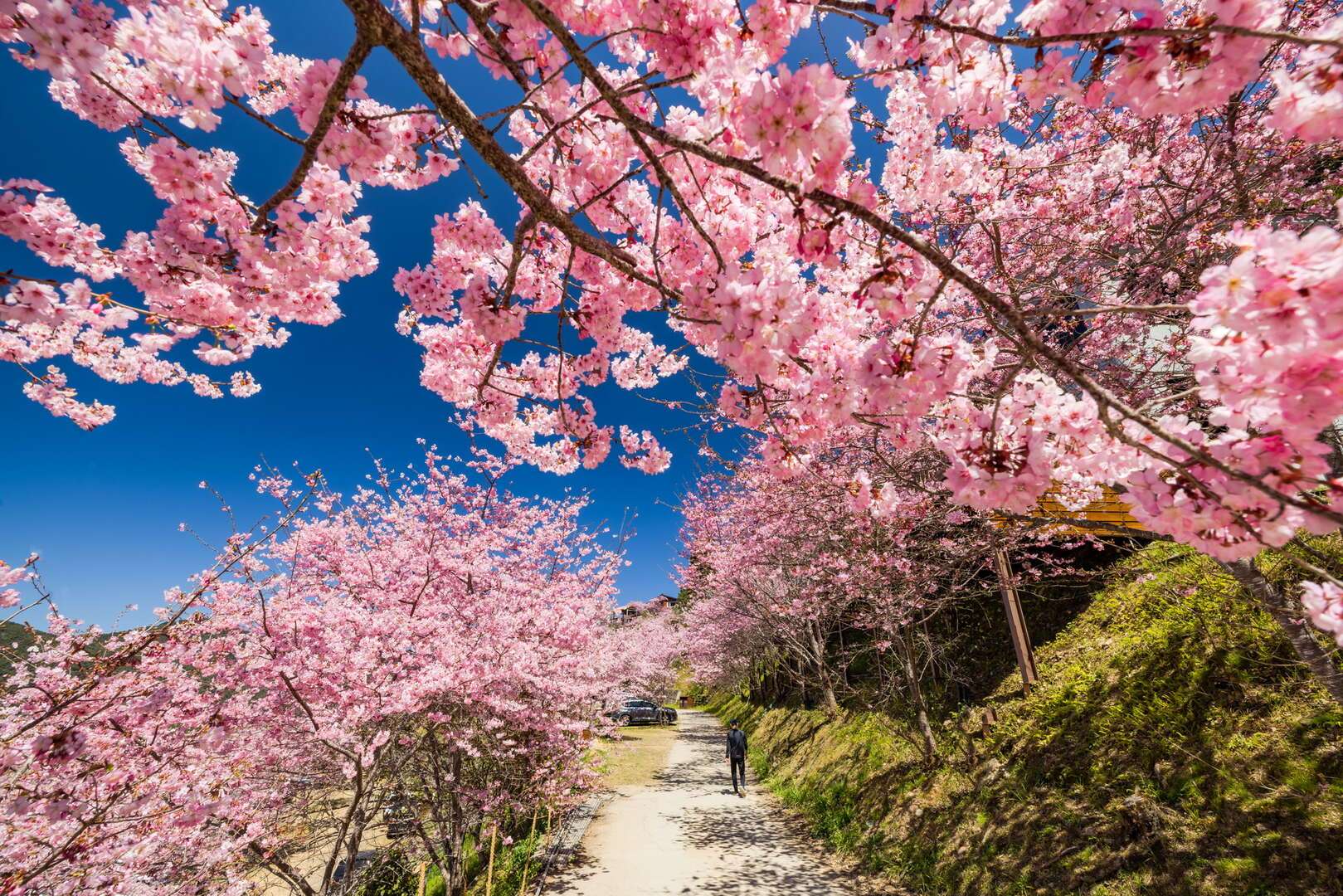 北橫櫻花勇士騎行活動報名開跑　桃園觀旅局邀你騎車賞美景