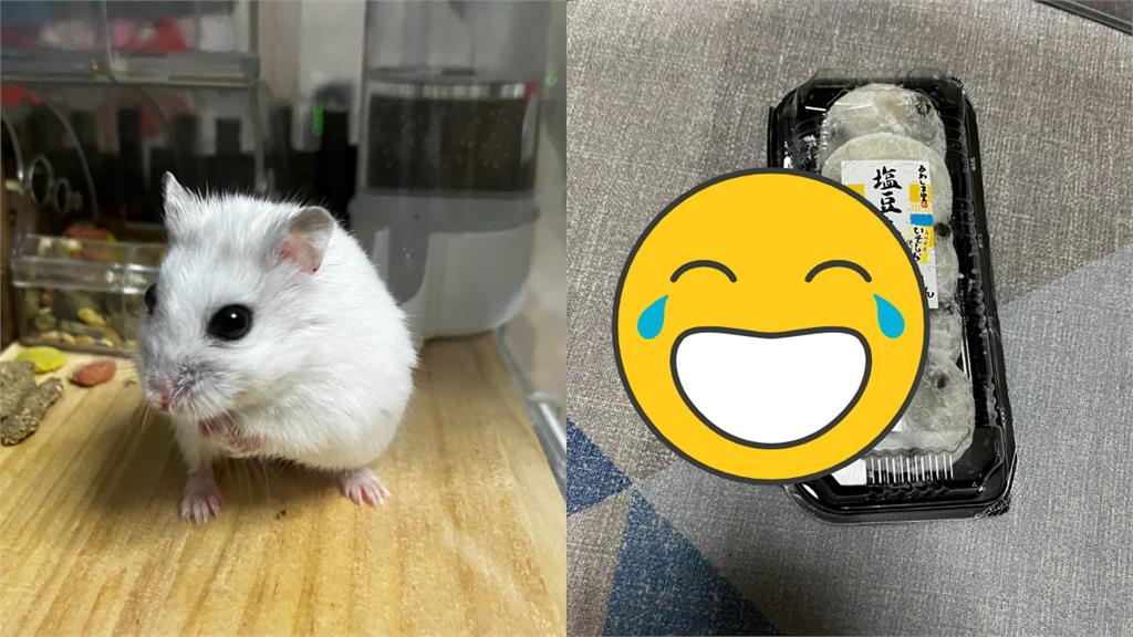 義氣鼠誤把「豆大福當同類」!心急敲殼救援:撐著點我來了