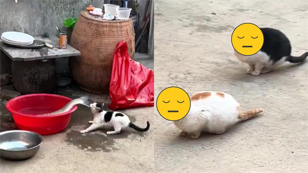 只有我付出!小貓賣力衝鋒偷魚吃 2喵「開團不跟」網笑:真摸魚