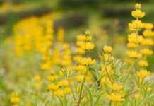 桃園魯冰花季熱情綻放 10公頃花田美不勝收