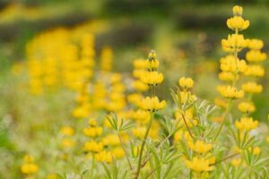 桃園魯冰花季熱情綻放 10公頃花田美不勝收