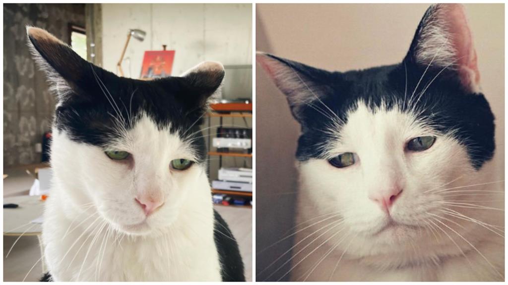 這貓表情「厭世感」拉滿!社畜悲嘆:不想上班的我