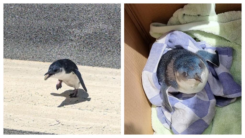 小企鵝誤闖跑道班機大延遲!送動物園「留校察看」現況曝