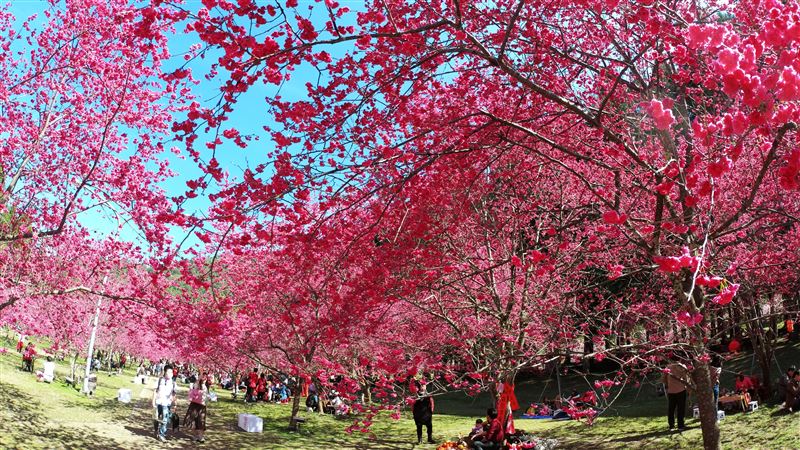 新年走春必去 九族櫻花祭亮點一次看