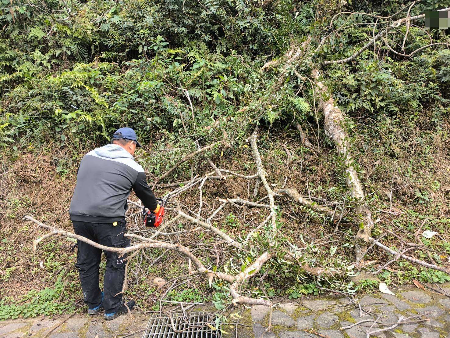 大溪台7線枯木倒路中 警民合作迅速清除 357121