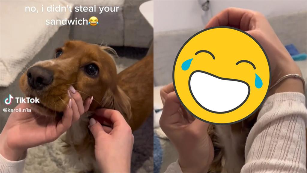 貪吃小狗「嘴藏三明治」裝無辜!主人扳嘴見驚人一幕