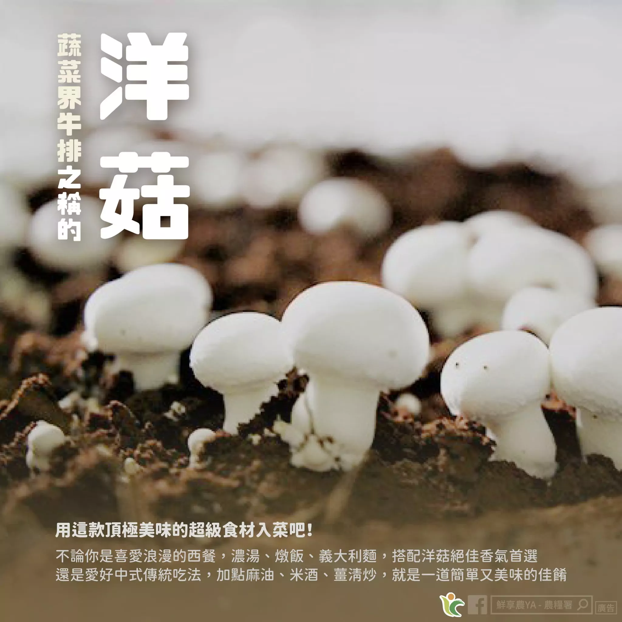 蔬菜界的牛排是它!富含鐵質、高蛋白質又低脂 422900003 705552868390013 2298727044490843364 n