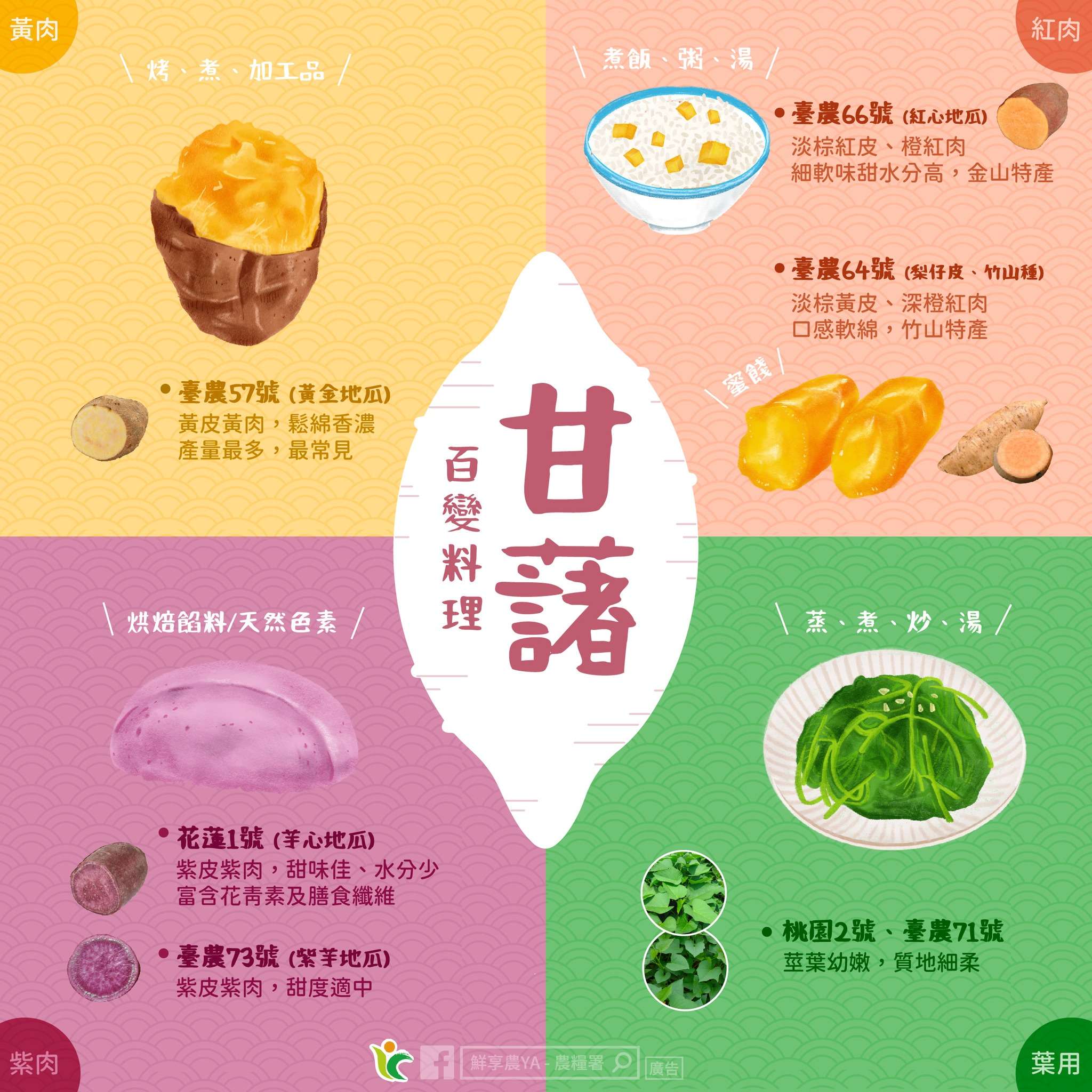 百變食材「地瓜」品種知多少 農糧署教你辨別 423236115 704912278454072 3855657906720538921 n