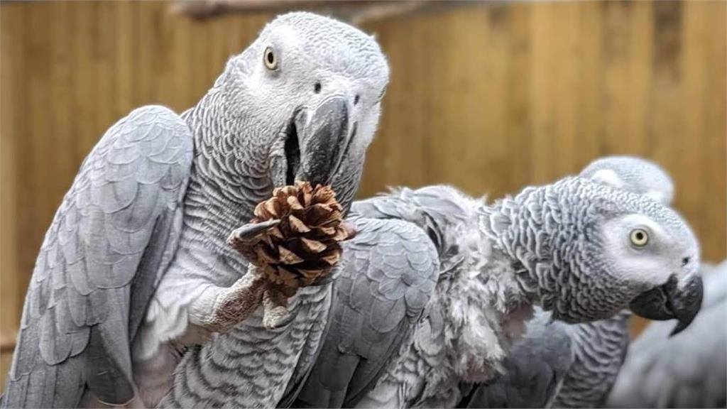 8隻鸚鵡愛罵髒話!園方派92菁英「感化教育」結果曝