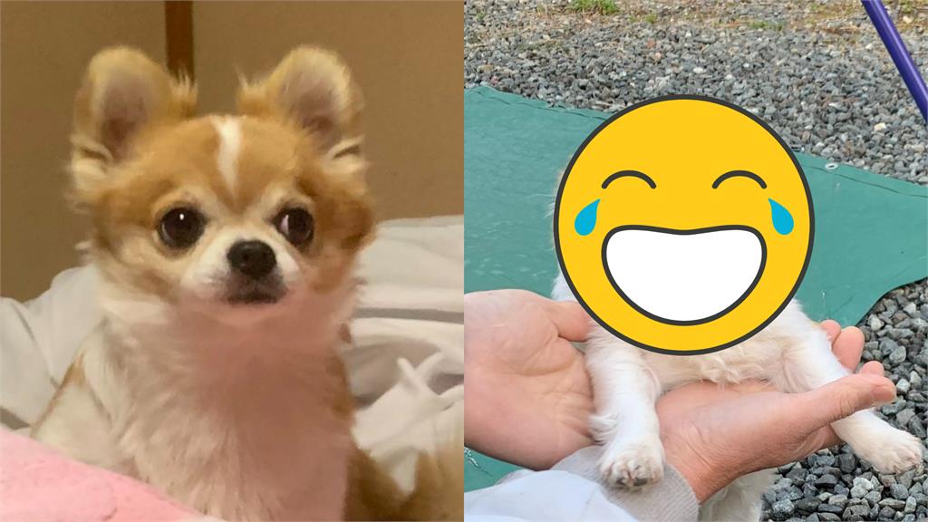 汪星人「被迫營業」當網美!「真實反應」笑翻網:吉度無奈