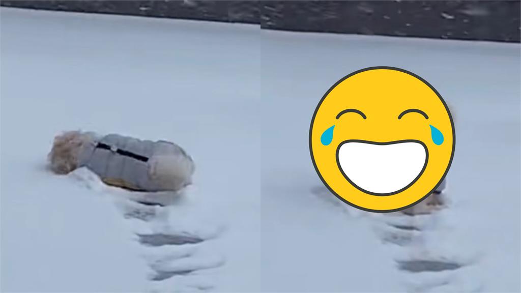 小白狗雪地奔馳「打滑慘摔」飼主無情嘲笑!牠心寒怒瞪:好笑?
