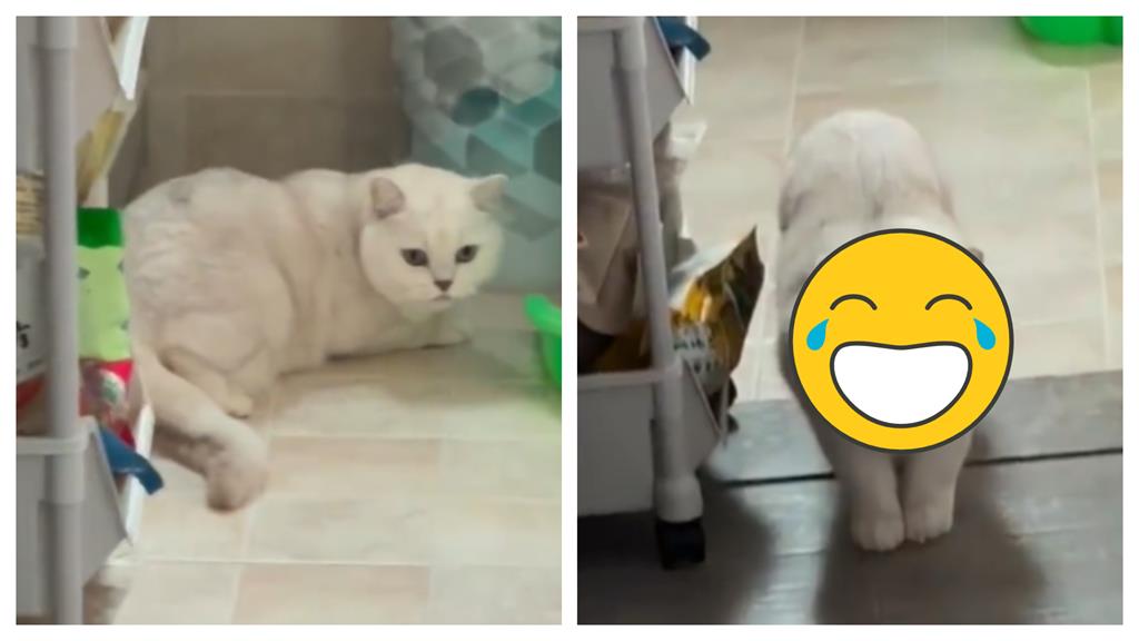 貓奴外出15天英短「神情炸裂」!「驚掉下巴」:你是阿飄?