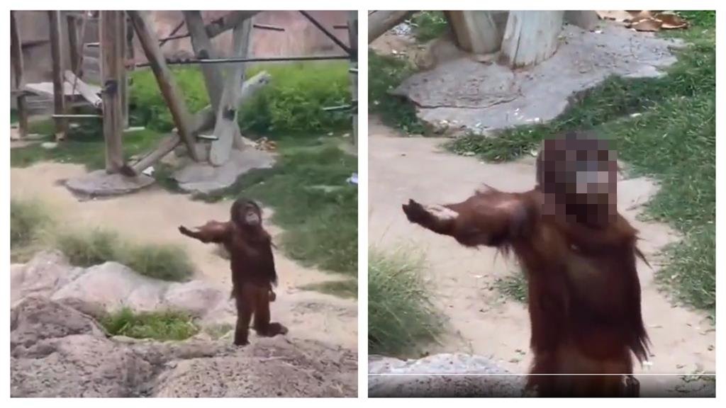 猩猩「絕不跪著要飯」高姿態討食!網一放大牠表情笑翻:紅包拿來