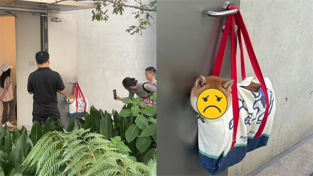 飼主急上廁所「袋裝柴犬」掛門口!遭圍觀狂打卡「表情無奈炸裂」