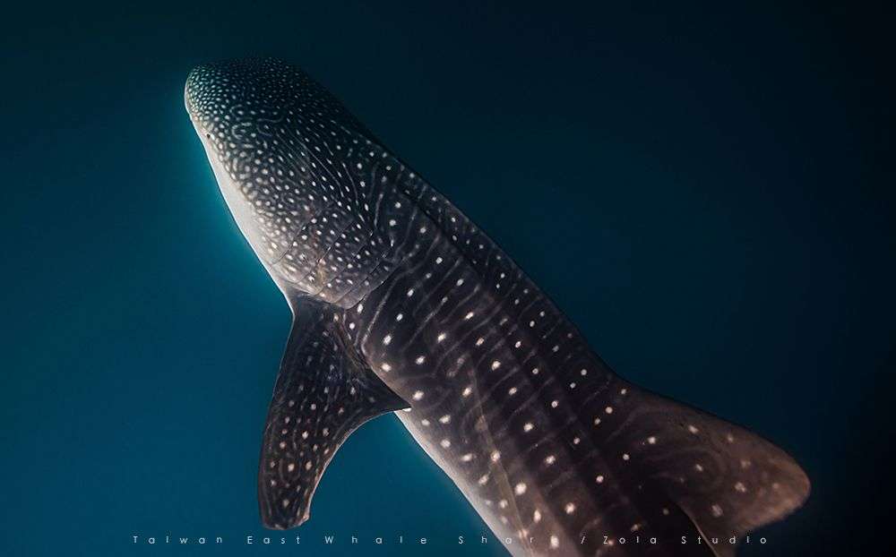 海保署籲年菜不吃魚翅 守護海洋生態 97924 0