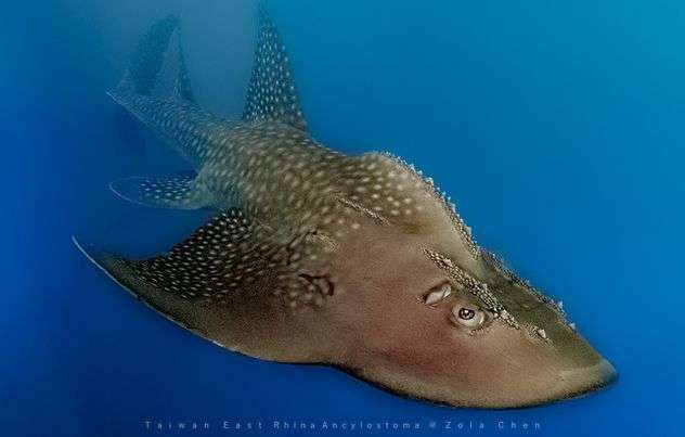 海保署籲年菜不吃魚翅 守護海洋生態 97925 0