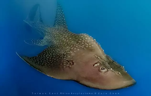 海保署籲年菜不吃魚翅 守護海洋生態 97925 0