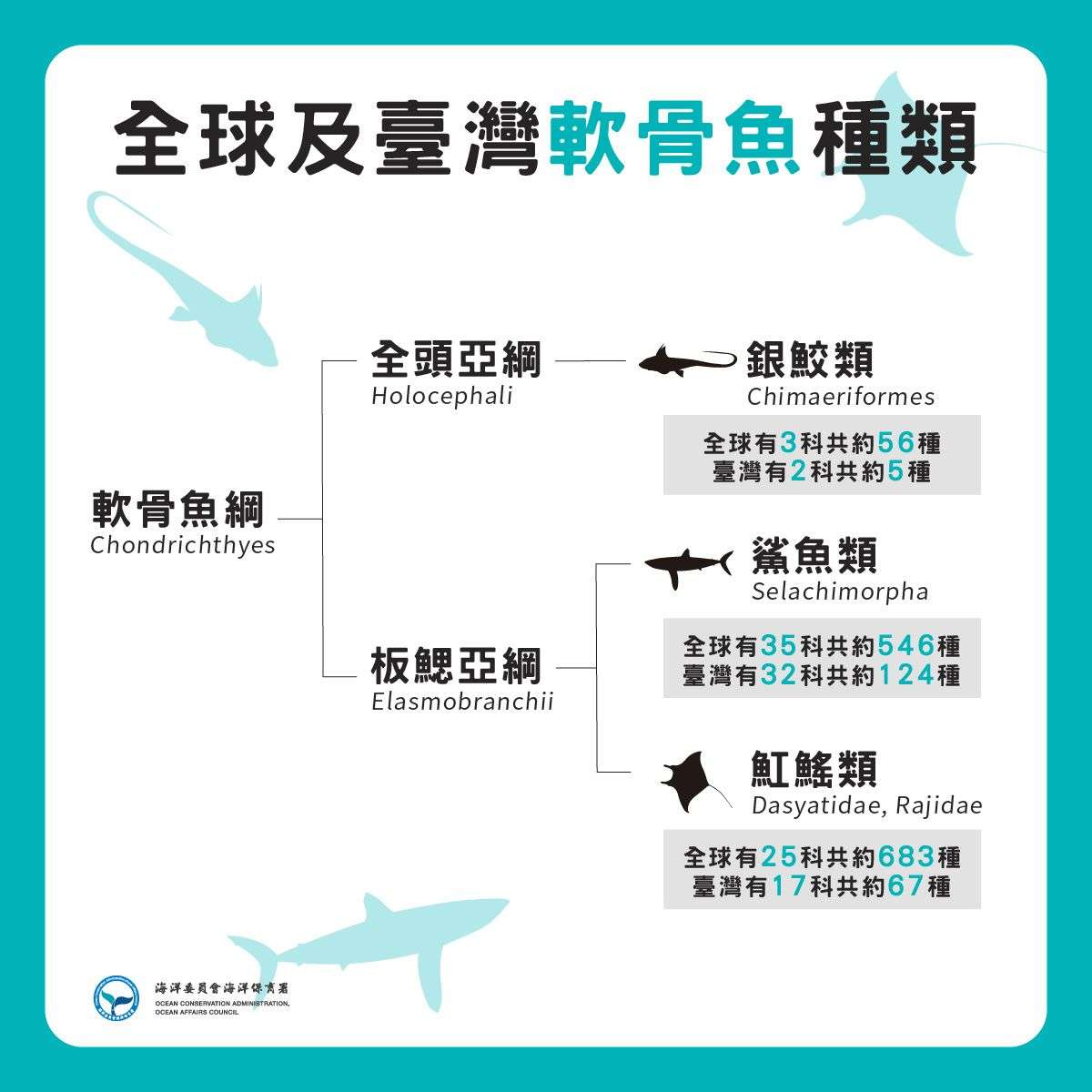 海保署籲年菜不吃魚翅 守護海洋生態 97926 0
