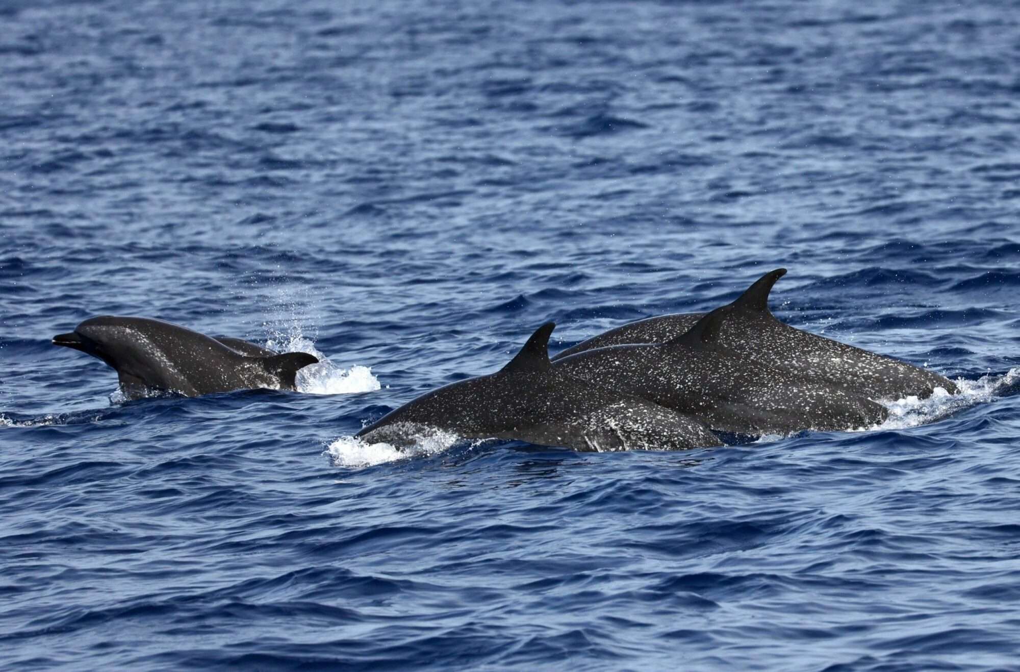 海保署籲維護鯨豚族群 推動保育計畫維護棲地環境