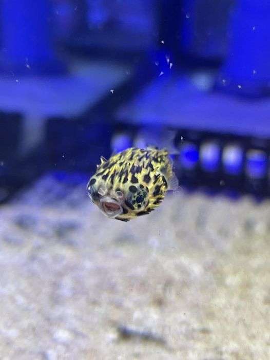 海科館河魨寶寶與民眾相見歡 愛挑食讓飼育人員傷透腦筋 GGLE