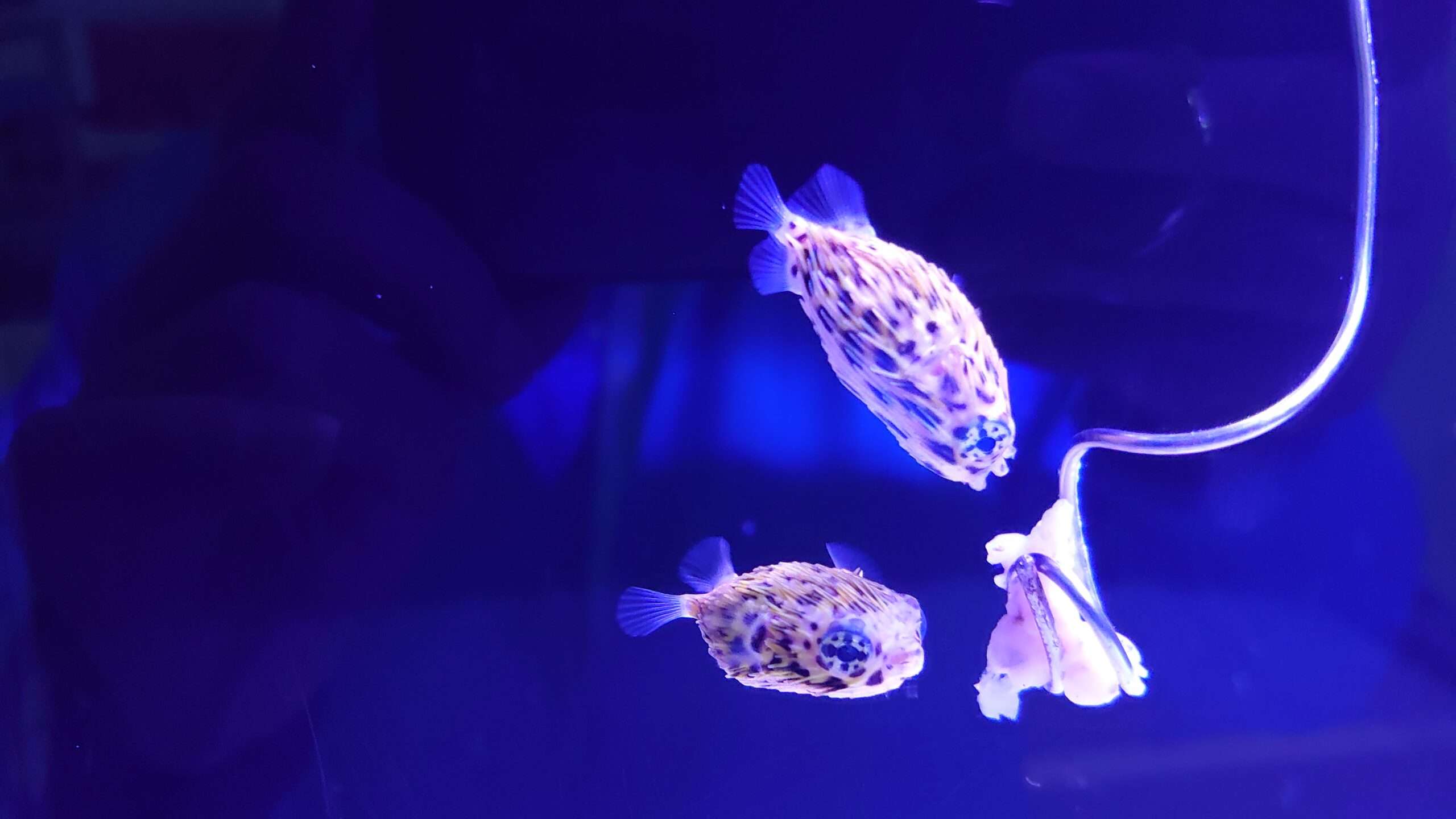 海科館河魨寶寶與民眾相見歡 愛挑食讓飼育人員傷透腦筋 HKLFL scaled