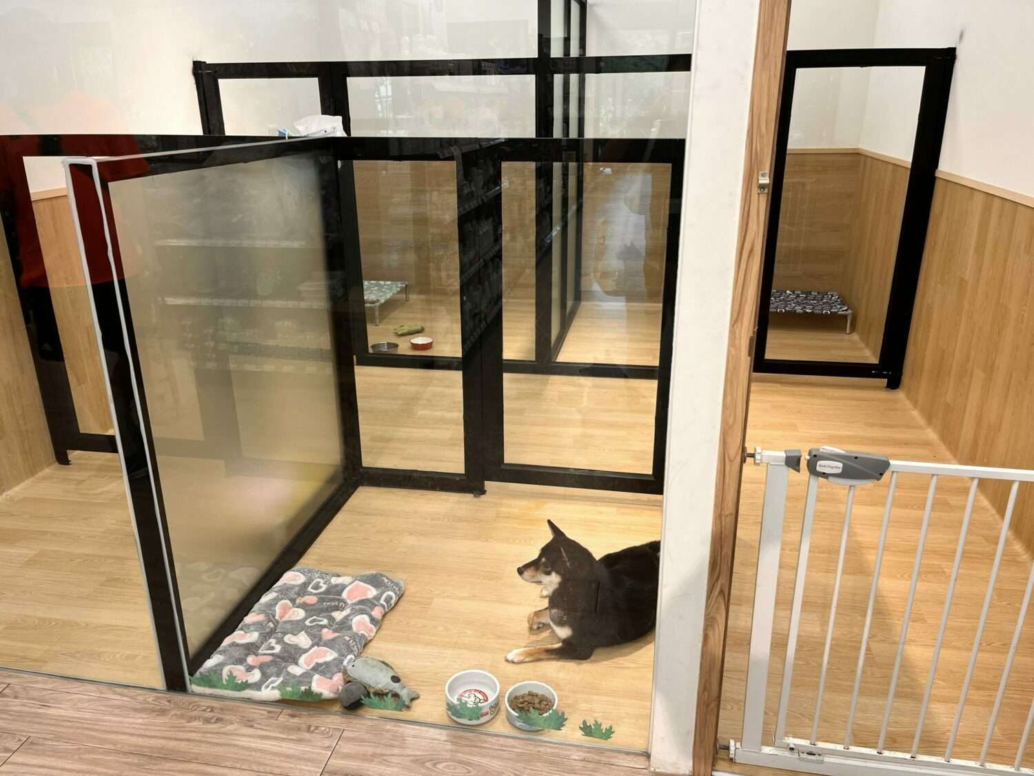 春節出遊寄放寵物選哪裡?桃園動保處合法寵物旅館名單出爐