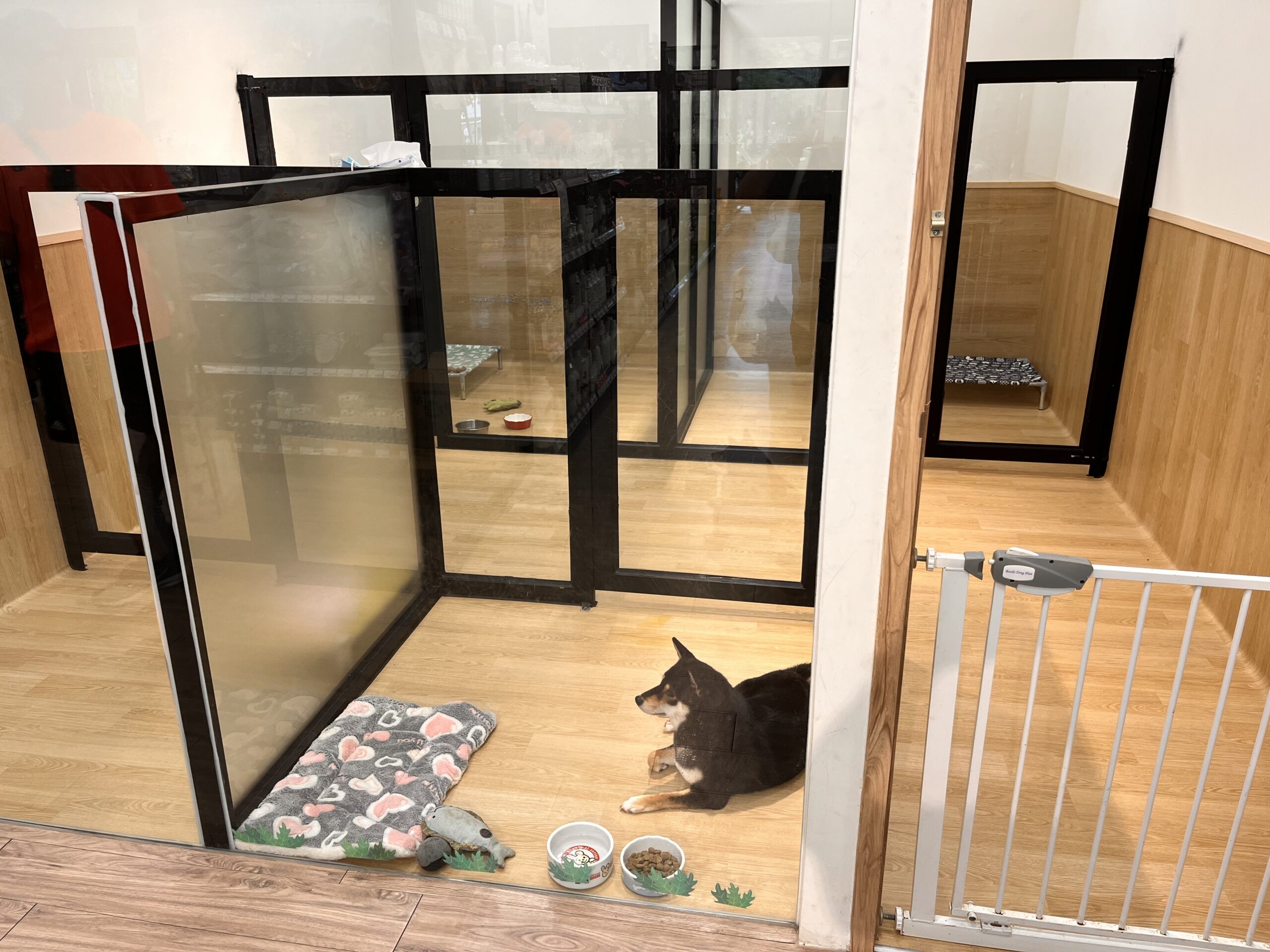 春節出遊寄放寵物選哪裡?桃園動保處合法寵物旅館名單出爐 KY scaled