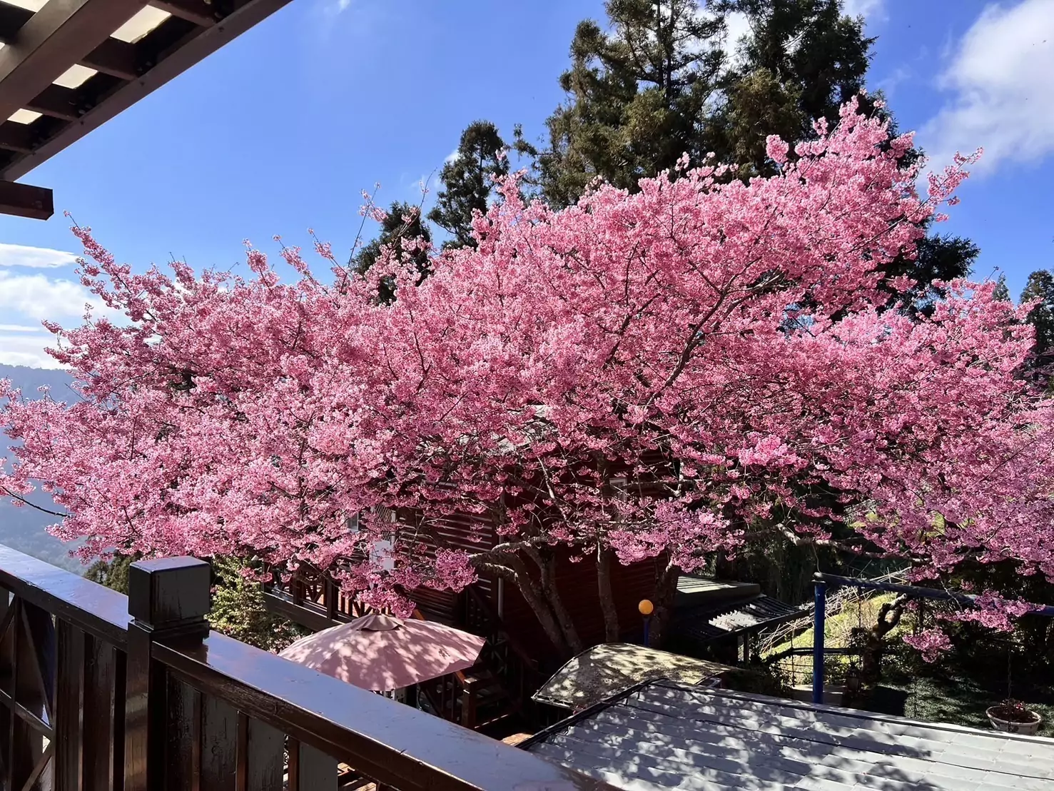 賞櫻趁現在!桃園北橫成粉色仙境 觀旅局花況、熱門景點報你知 S 12165130