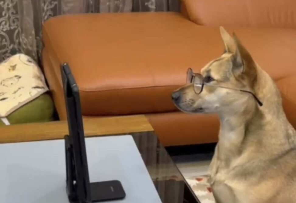 【有片】守護民眾荷包!桃市刑大攜手網紅狗狗拍識詐影片