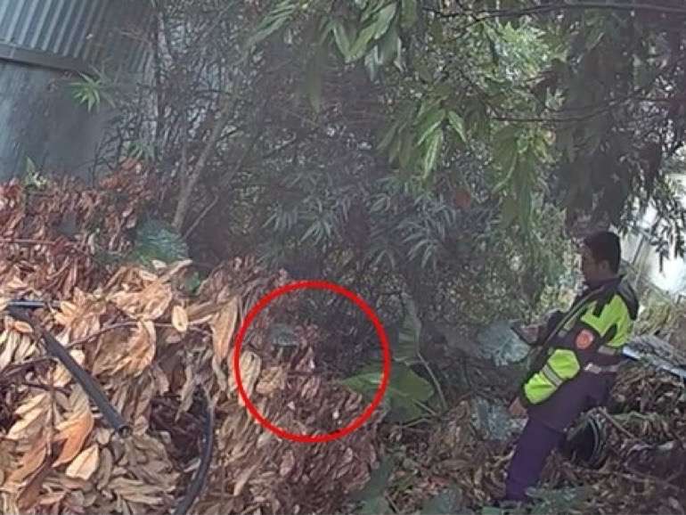 四條通女見龜山警察查緝拔腿狂奔 狼狽躲草叢 S 99966982 0
