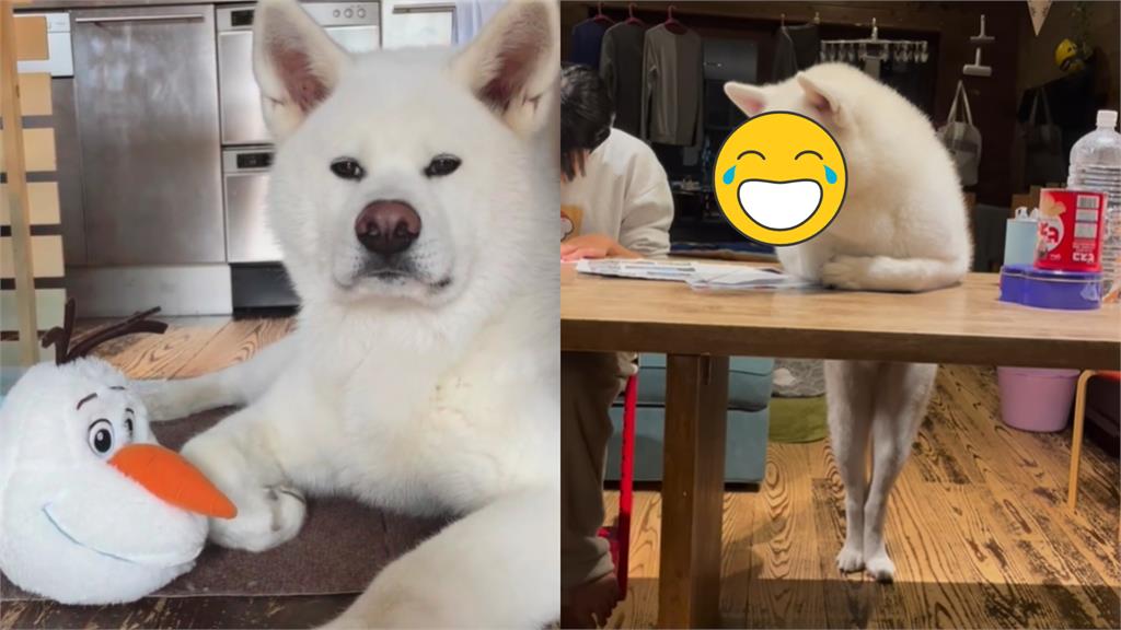 秋田犬「抱胸猛盯」小主人寫作業 無奈腳腳全露:是寫好了沒!