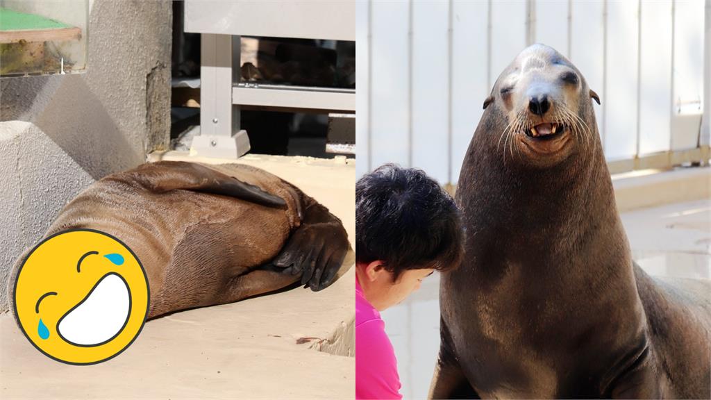 海獅曬日光浴「睡到面露微笑」!全場秒融化:拜託別吵他