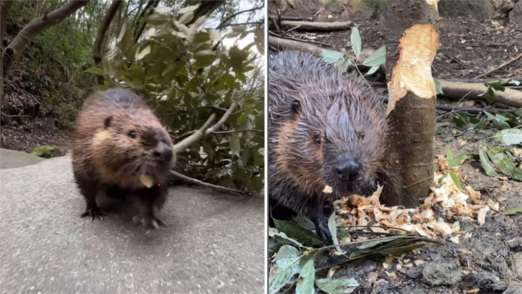 雕刻師4ni?日本動物園售「木雕」作者竟是一隻河狸