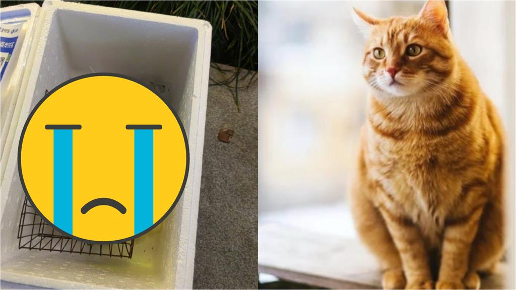 飼主「留這1張」貓丟街邊賣!最終「凍硬慘死」網:良心呢?