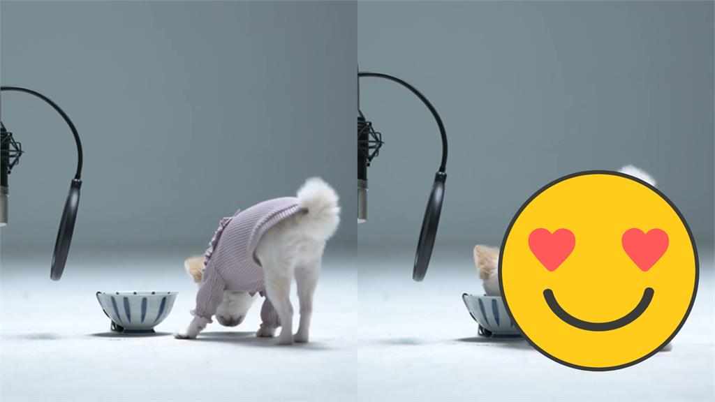 人氣輾壓明星!小白狗一鏡到底嗑飼料「陶醉到翹起來」太萌暴紅了