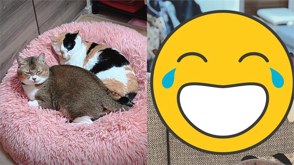 喵星人累癱「整臉埋沙發」!網笑翻:超像上一整天班的我