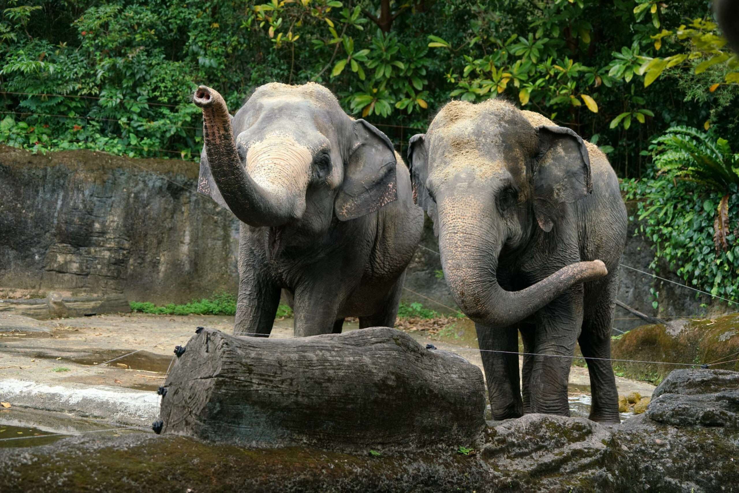 亞洲象「友信」驚傳罹患腳疾 動物園曝最新病況 ewqwgvg scaled