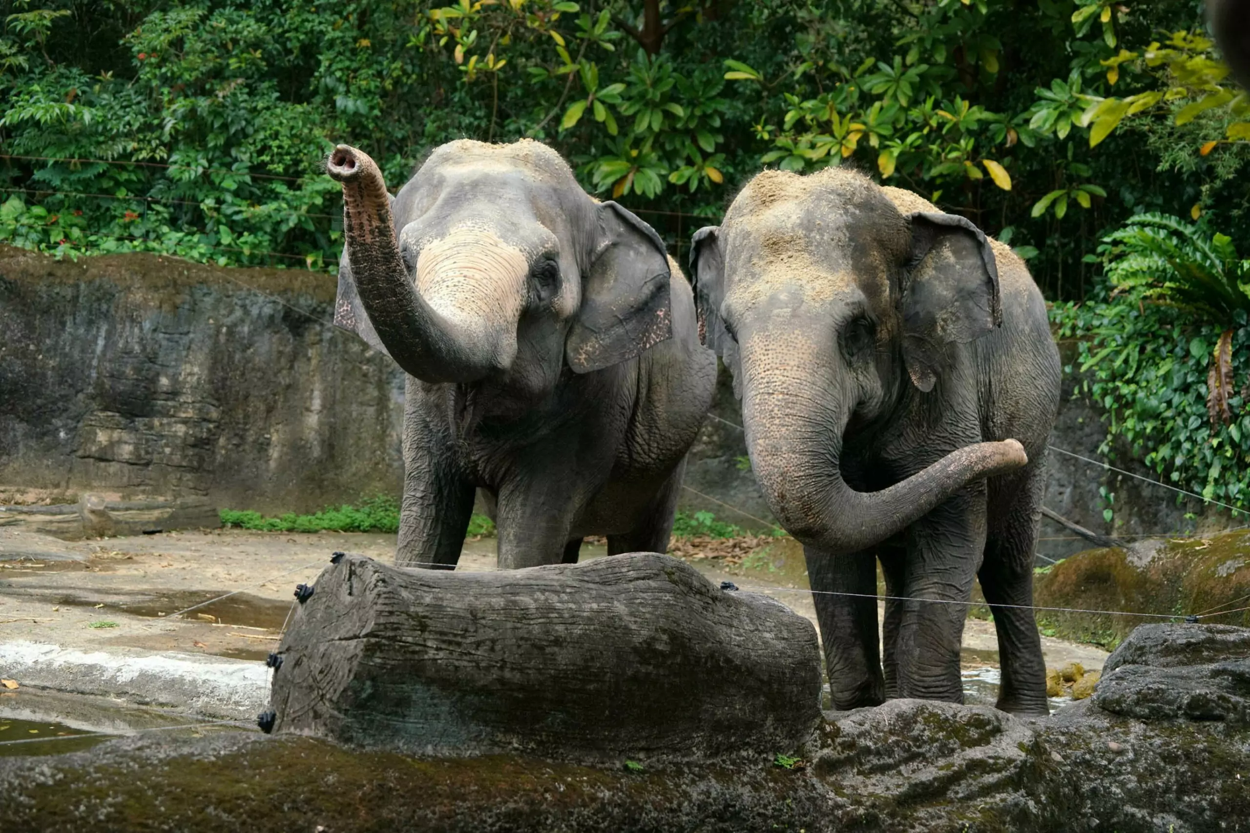 亞洲象「友信」驚傳罹患腳疾 動物園曝最新病況 亞洲象「友信」驚傳罹患腳疾 動物園曝最新病況