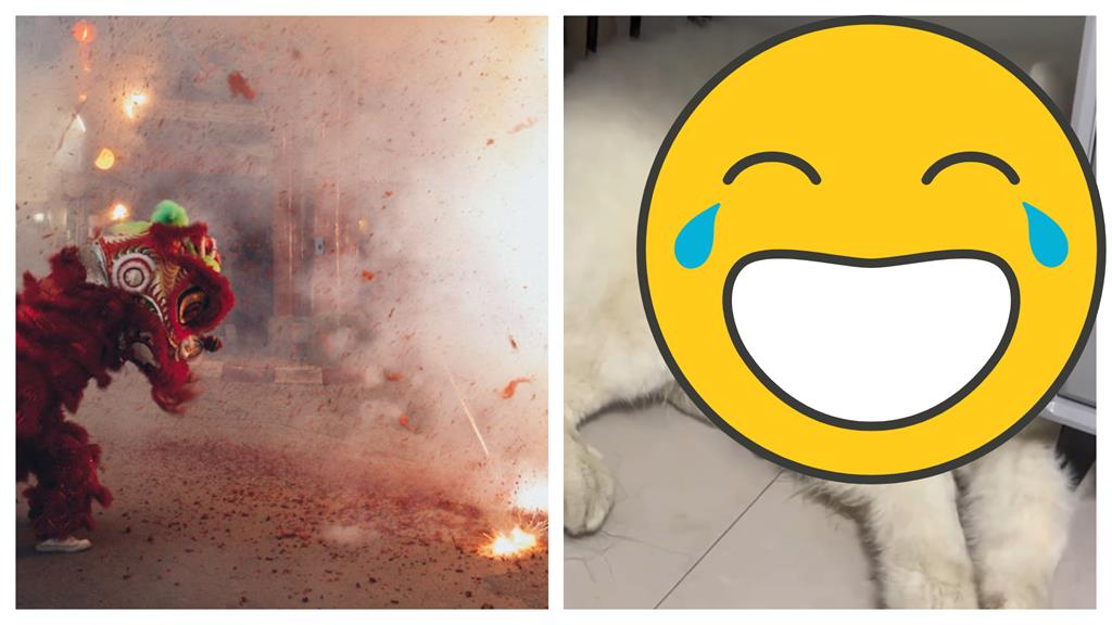 薩摩耶被炮聲嚇出「八字眉」!13秒「驚悚片」曝光0冷場