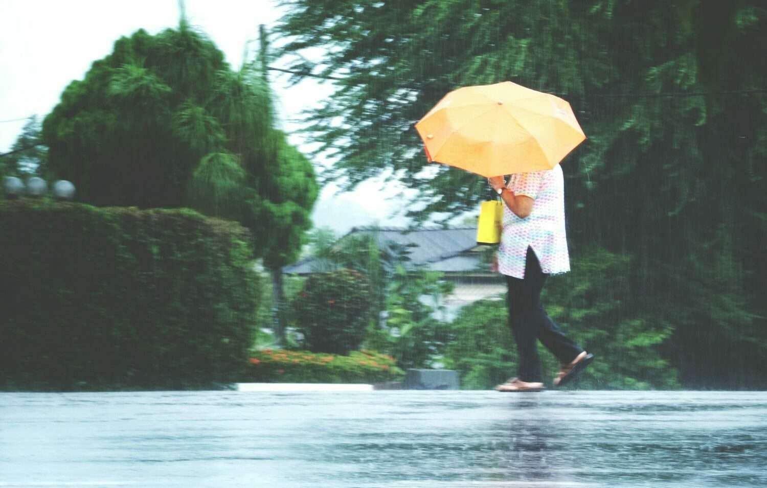 桃園去年唯一沒放颱風假 網友:這次有放就發1500份雞排 flowers growing tree scaled e1708330888254