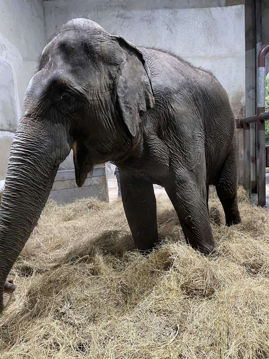 亞洲象「友信」驚傳罹患腳疾 動物園曝最新病況 保育員為亞洲象友信準備牧草讓牠可以躺臥放鬆 0