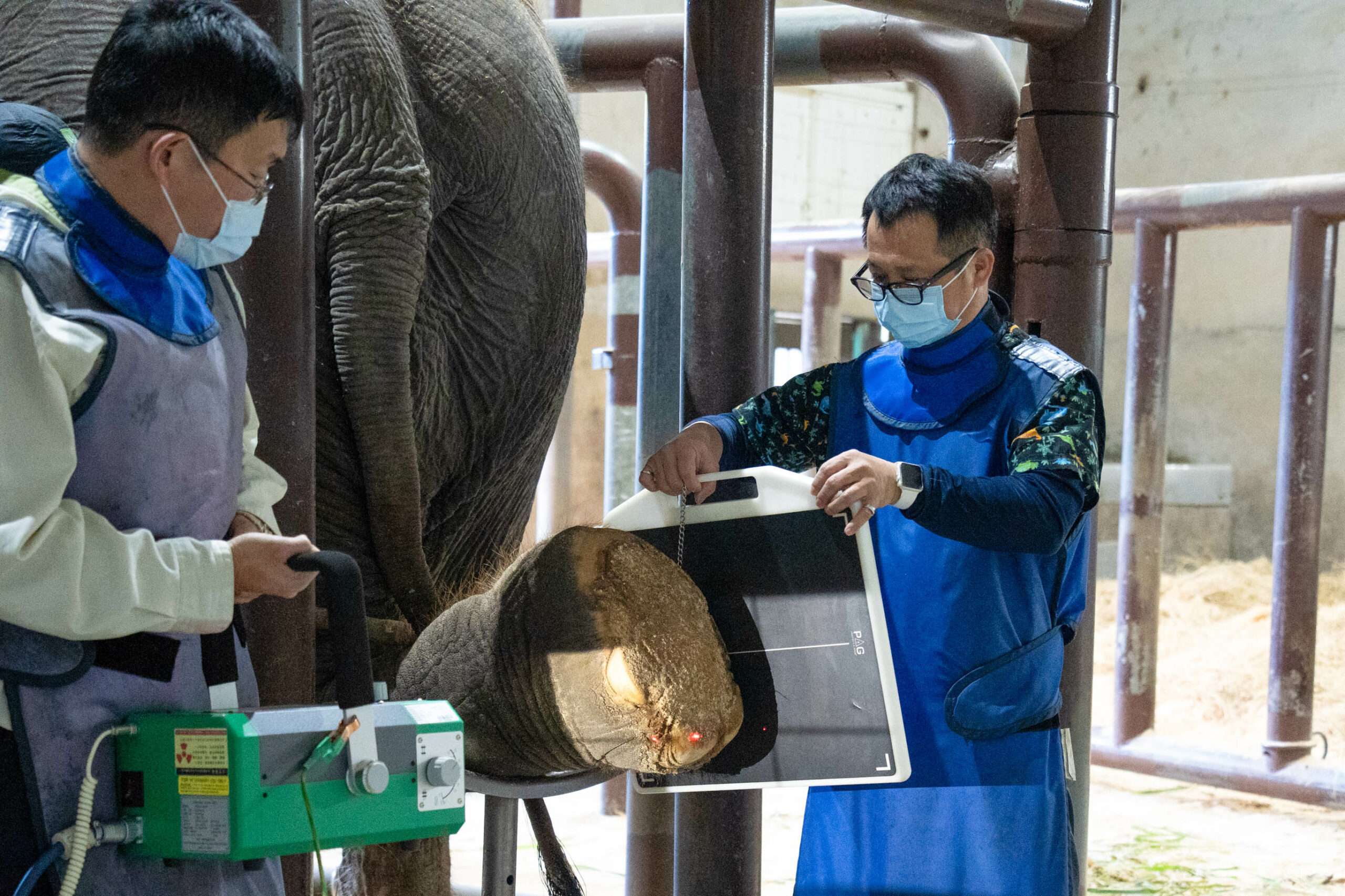 亞洲象「友信」驚傳罹患腳疾 動物園曝最新病況 獸醫為亞洲象「友信」左腳治療、拍X光 0 scaled