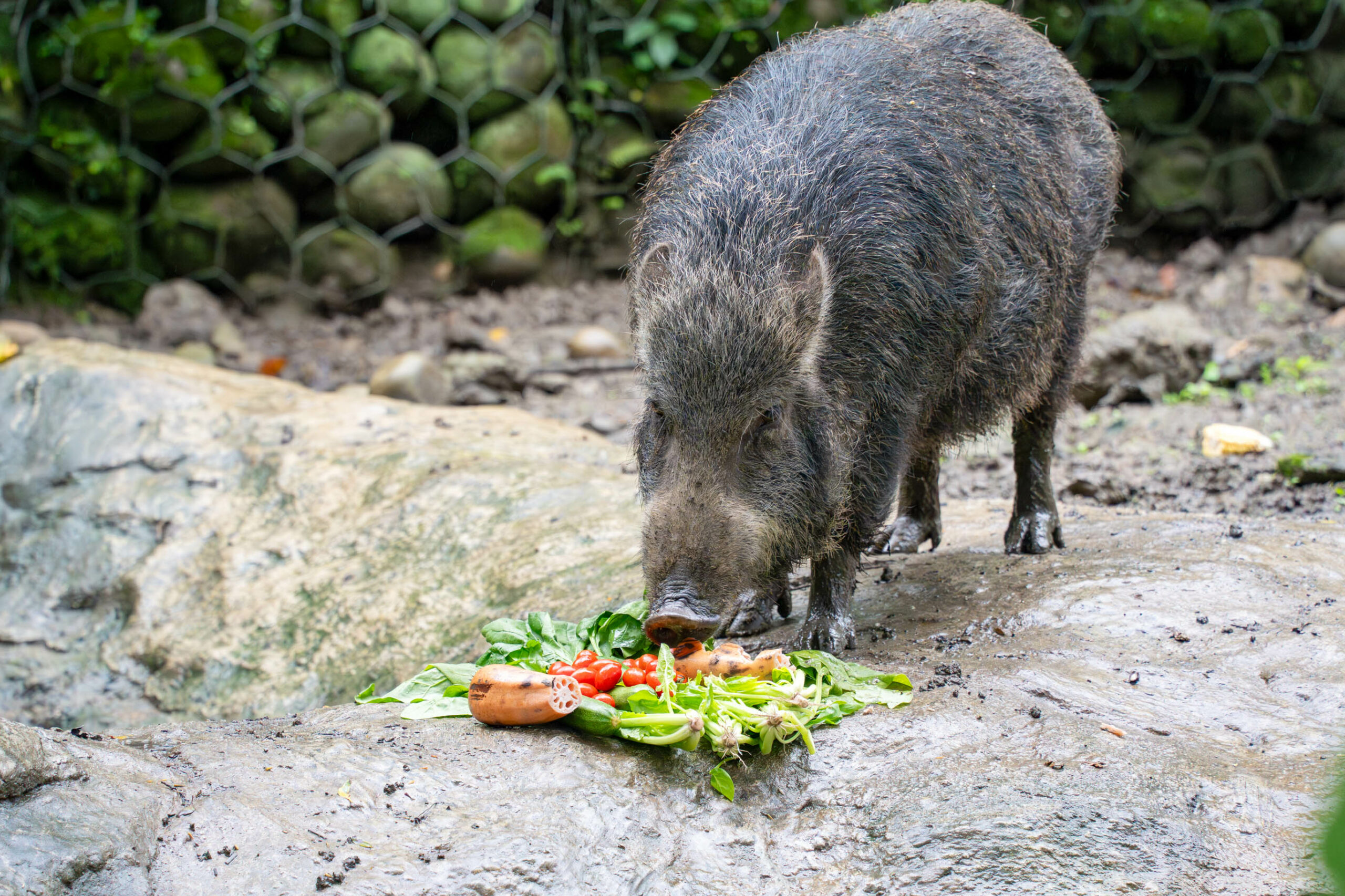 動物園也過年!大啖特製菜餚增添「年味」 野豬前來享用保育員為動物們的年菜擺盤 0 scaled