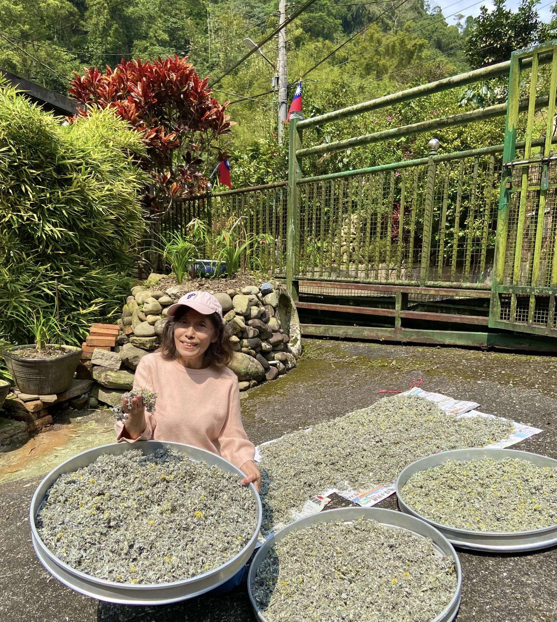 副刊/銀河洞越嶺遇山居人家 0311副刊鼠麴草