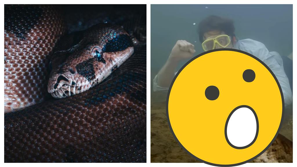 亞馬遜驚見新物種疑「世界最大蛇」!長7.9M「共游」畫面曝